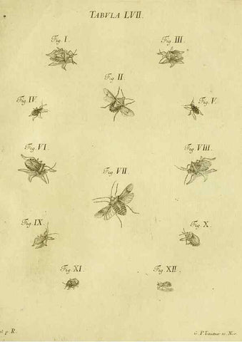 Reproducción/Reproduction 9730165203: Iacobi Christiani Shaefferi Icones insectorvm circa Ratisbonam :. Ratisbonae :Typis Zeitlerianis,1791.