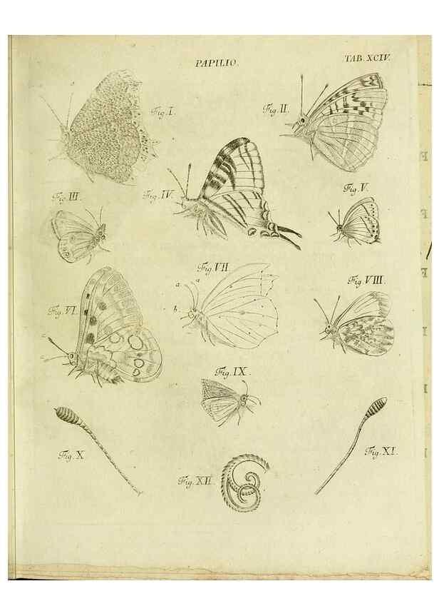 Reproducción/Reproduction 9733393082: Iacobi Christiani Shaefferi Icones insectorvm circa Ratisbonam :. Ratisbonae :Typis Zeitlerianis,1791.