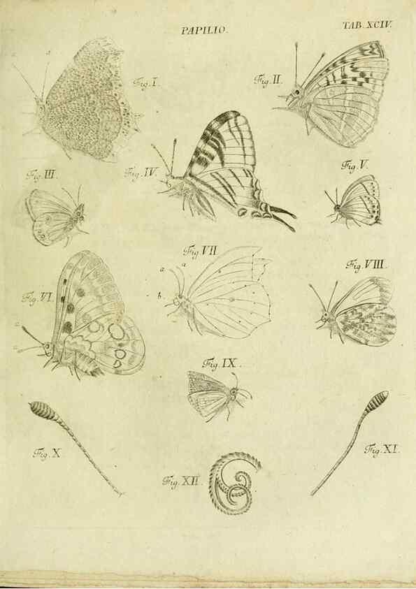 Reproducción/Reproduction 9733393082: Iacobi Christiani Shaefferi Icones insectorvm circa Ratisbonam :. Ratisbonae :Typis Zeitlerianis,1791.