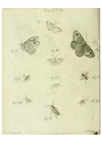 Reproducción/Reproduction 9733393990: Iacobi Christiani Shaefferi Icones insectorvm circa Ratisbonam :. Ratisbonae :Typis Zeitlerianis,1791.