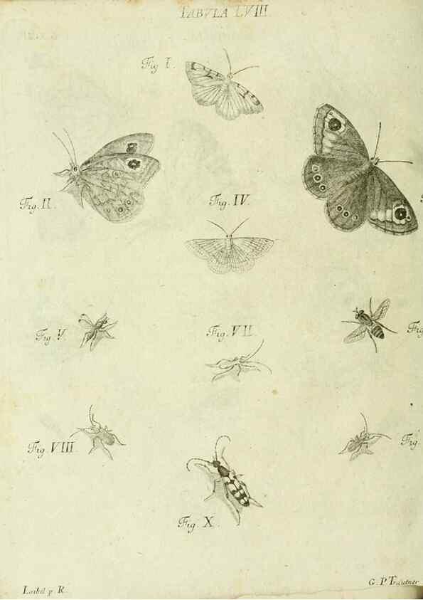 Reproducción/Reproduction 9733393990: Iacobi Christiani Shaefferi Icones insectorvm circa Ratisbonam :. Ratisbonae :Typis Zeitlerianis,1791.