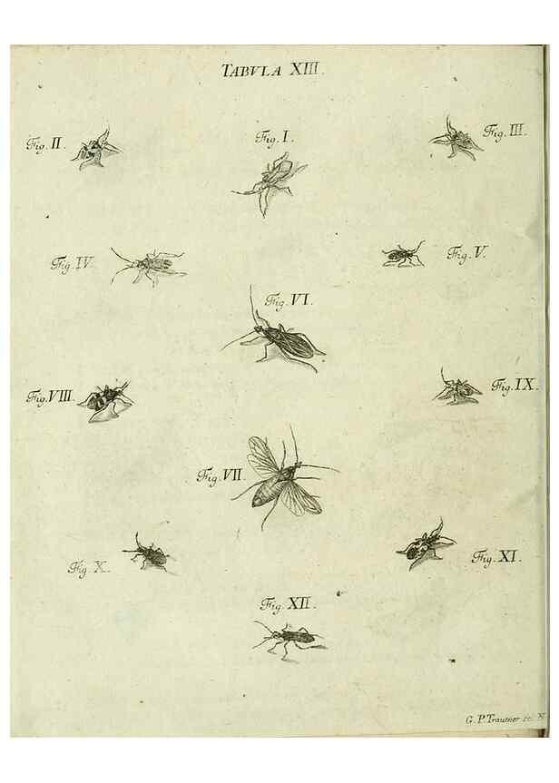 Reproducción/Reproduction 9733387744: Iacobi Christiani Shaefferi Icones insectorvm circa Ratisbonam :. Ratisbonae :Typis Zeitlerianis,1791.