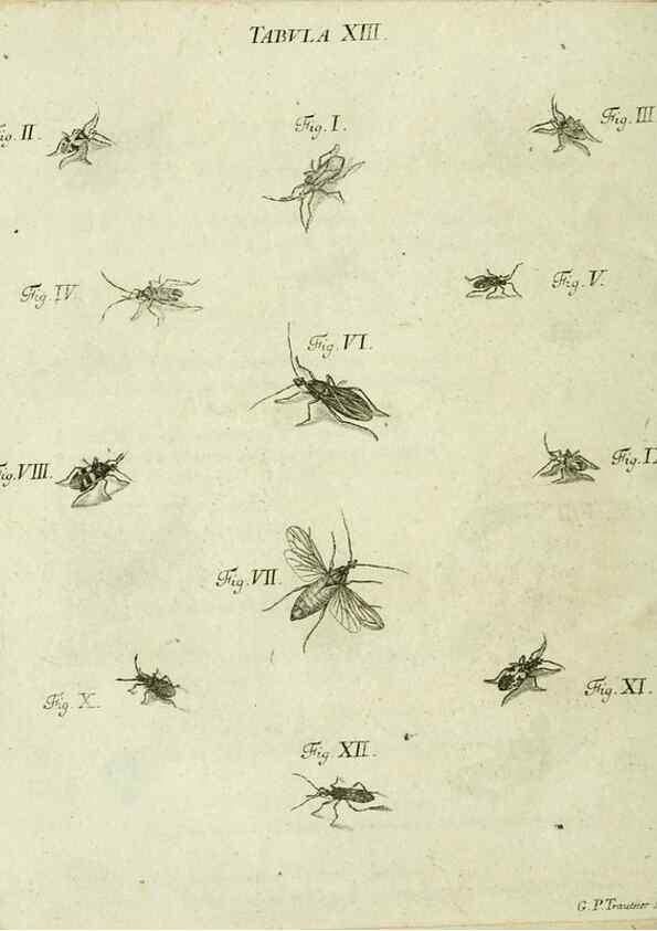 Reproducción/Reproduction 9733387744: Iacobi Christiani Shaefferi Icones insectorvm circa Ratisbonam :. Ratisbonae :Typis Zeitlerianis,1791.