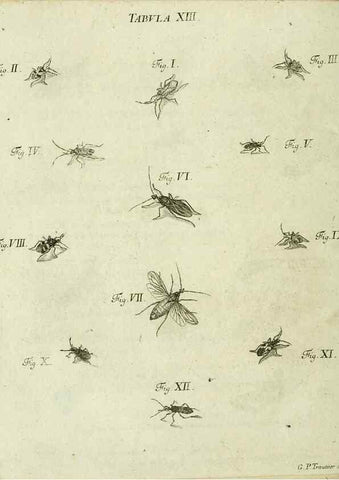 Reproducción/Reproduction 9733387744: Iacobi Christiani Shaefferi Icones insectorvm circa Ratisbonam :. Ratisbonae :Typis Zeitlerianis,1791.