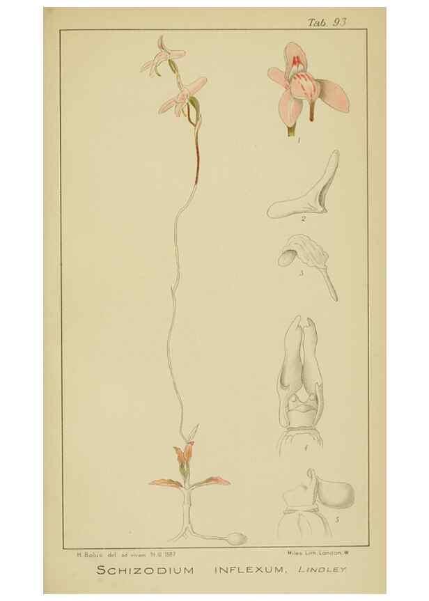 Reproducción/Reproduction 9729830235: Icones orchidearum austro-africanarum extra-tropicarum :. London :W. Wesley,1896-1913.