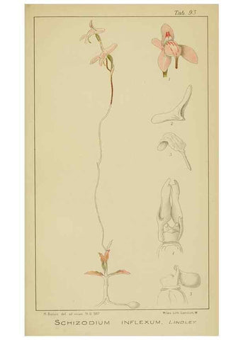 Reproducción/Reproduction 9729830235: Icones orchidearum austro-africanarum extra-tropicarum :. London :W. Wesley,1896-1913.