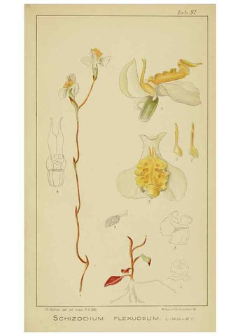 Reproducción/Reproduction 9733056130: Icones orchidearum austro-africanarum extra-tropicarum :. London :W. Wesley,1896-1913.