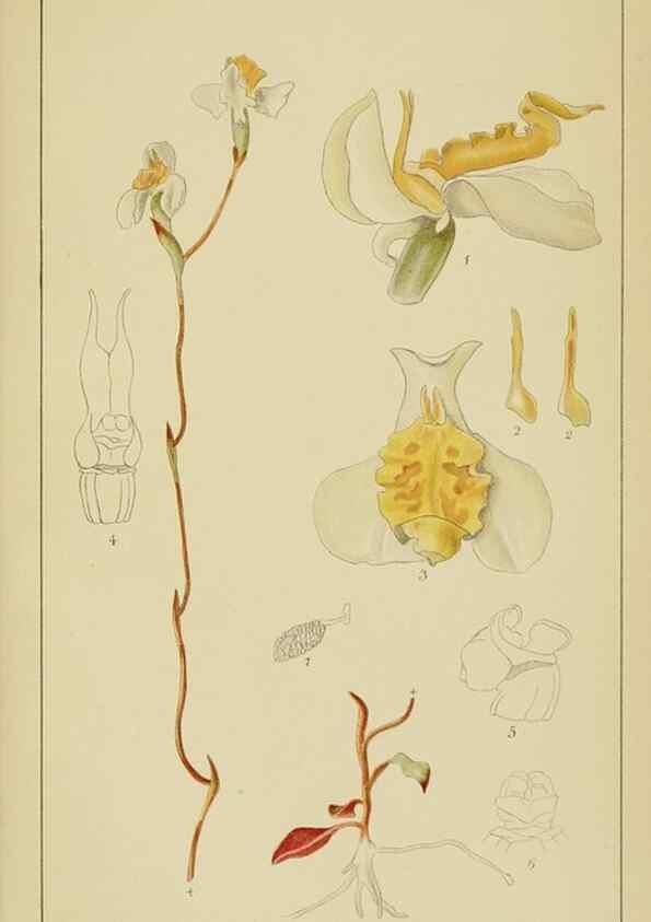 Reproducción/Reproduction 9733056130: Icones orchidearum austro-africanarum extra-tropicarum :. London :W. Wesley,1896-1913.