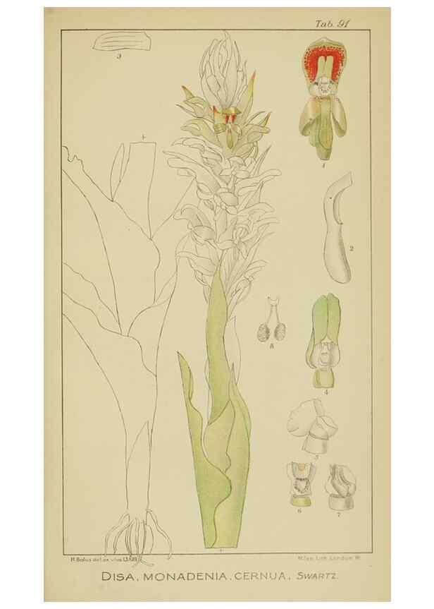 Reproducción/Reproduction 9733054810: Icones orchidearum austro-africanarum extra-tropicarum :. London :W. Wesley,1896-1913.