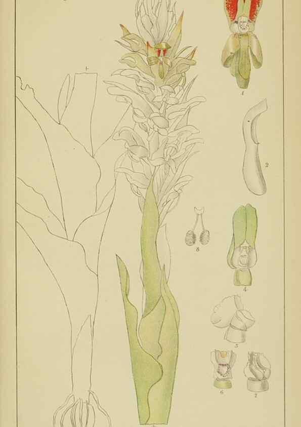 Reproducción/Reproduction 9733054810: Icones orchidearum austro-africanarum extra-tropicarum :. London :W. Wesley,1896-1913.