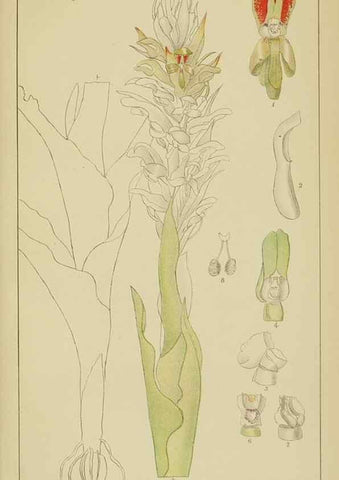 Reproducción/Reproduction 9733054810: Icones orchidearum austro-africanarum extra-tropicarum :. London :W. Wesley,1896-1913.