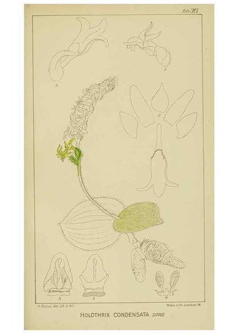 Reproducción/Reproduction 9729744203: Icones orchidearum austro-africanarum extra-tropicarum :. London :W. Wesley,1896-1913.