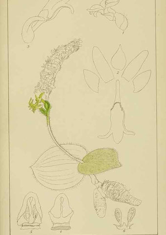 Reproducción/Reproduction 9729744203: Icones orchidearum austro-africanarum extra-tropicarum :. London :W. Wesley,1896-1913.