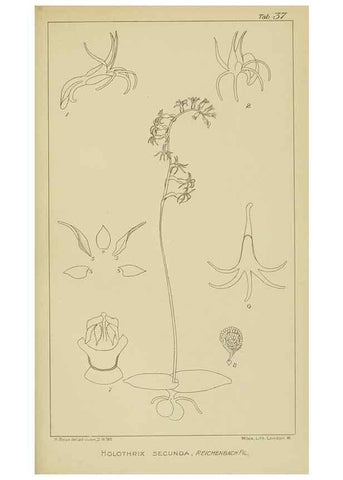 Reproducción/Reproduction 9732972418: Icones orchidearum austro-africanarum extra-tropicarum :. London :W. Wesley,1896-1913.