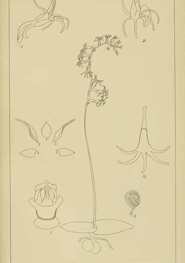 Reproducción/Reproduction 9732972418: Icones orchidearum austro-africanarum extra-tropicarum :. London :W. Wesley,1896-1913.
