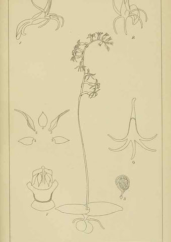 Reproducción/Reproduction 9732972418: Icones orchidearum austro-africanarum extra-tropicarum :. London :W. Wesley,1896-1913.