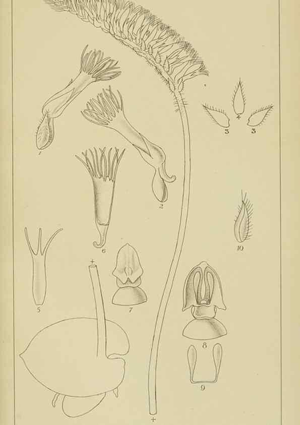 Reproducción/Reproduction 9732974576: Icones orchidearum austro-africanarum extra-tropicarum :. London :W. Wesley,1896-1913.