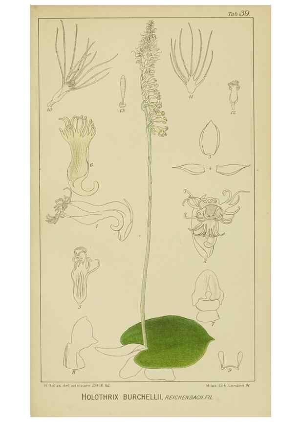 Reproducción/Reproduction 9732976524: Icones orchidearum austro-africanarum extra-tropicarum :. London :W. Wesley,1896-1913.