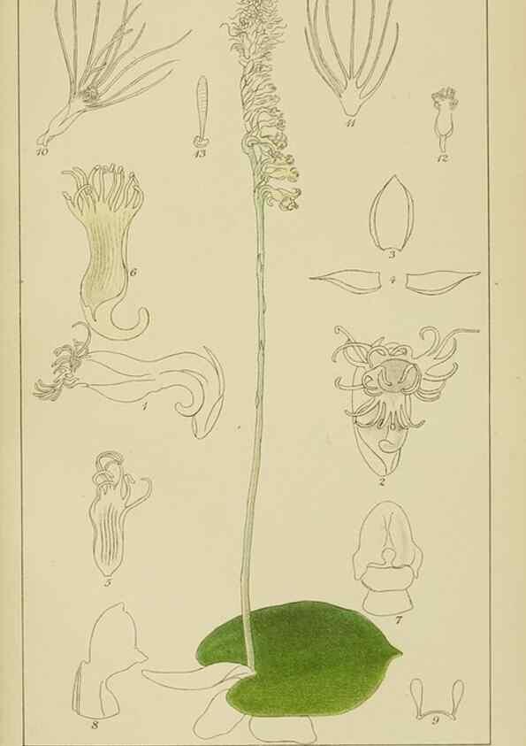 Reproducción/Reproduction 9732976524: Icones orchidearum austro-africanarum extra-tropicarum :. London :W. Wesley,1896-1913.