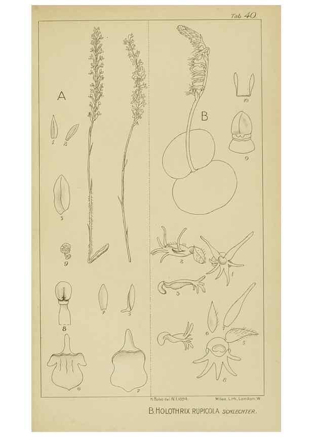 Reproducción/Reproduction 9732977920: Icones orchidearum austro-africanarum extra-tropicarum :. London :W. Wesley,1896-1913.