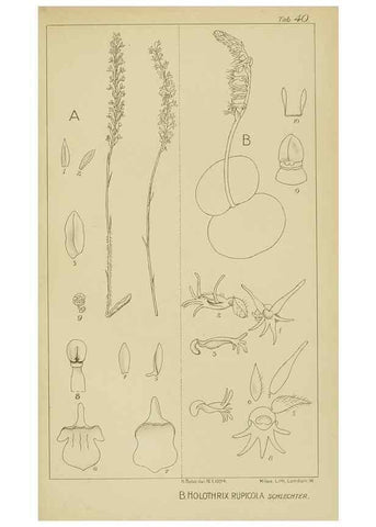 Reproducción/Reproduction 9732977920: Icones orchidearum austro-africanarum extra-tropicarum :. London :W. Wesley,1896-1913.