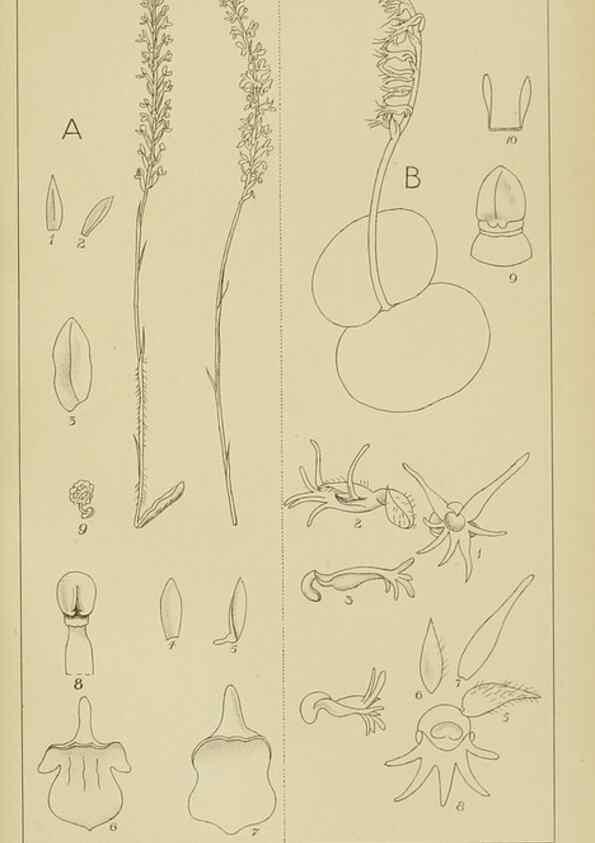 Reproducción/Reproduction 9732977920: Icones orchidearum austro-africanarum extra-tropicarum :. London :W. Wesley,1896-1913.