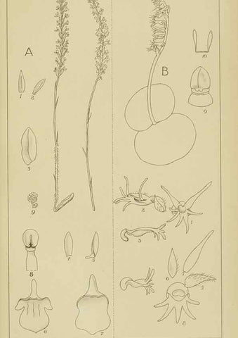 Reproducción/Reproduction 9732977920: Icones orchidearum austro-africanarum extra-tropicarum :. London :W. Wesley,1896-1913.