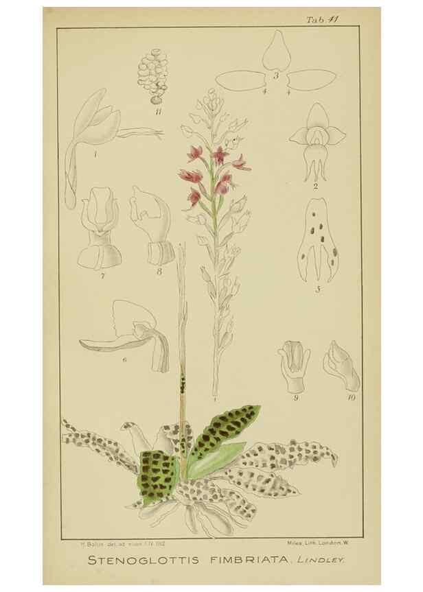 Reproducción/Reproduction 9729753029: Icones orchidearum austro-africanarum extra-tropicarum :. London :W. Wesley,1896-1913.