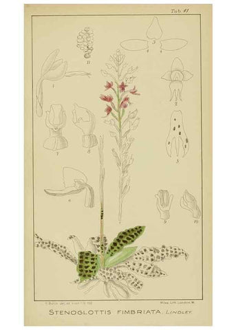 Reproducción/Reproduction 9729753029: Icones orchidearum austro-africanarum extra-tropicarum :. London :W. Wesley,1896-1913.