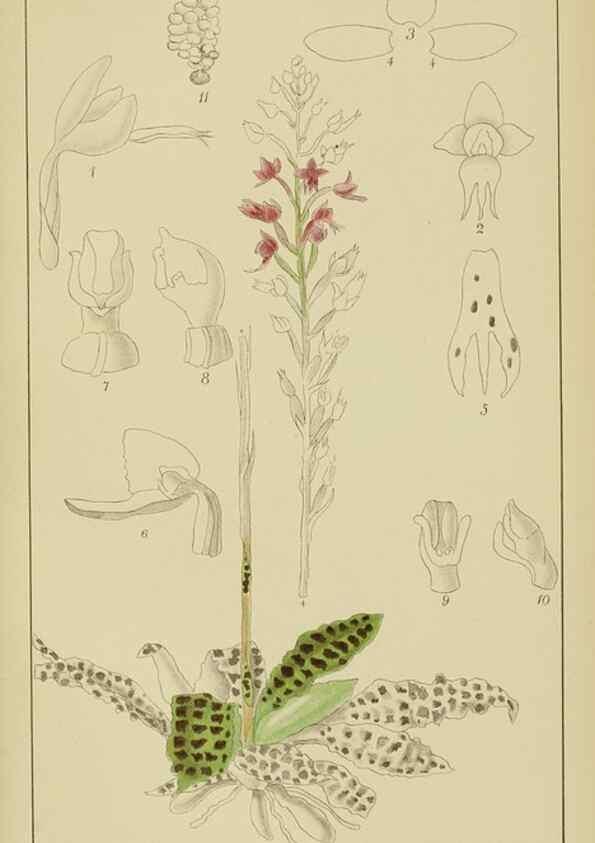 Reproducción/Reproduction 9729753029: Icones orchidearum austro-africanarum extra-tropicarum :. London :W. Wesley,1896-1913.