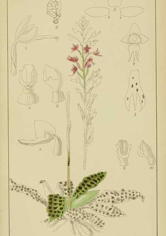Reproducción/Reproduction 9729753029: Icones orchidearum austro-africanarum extra-tropicarum :. London :W. Wesley,1896-1913.