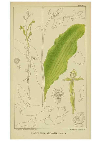 Reproducción/Reproduction 9729754693: Icones orchidearum austro-africanarum extra-tropicarum :. London :W. Wesley,1896-1913.