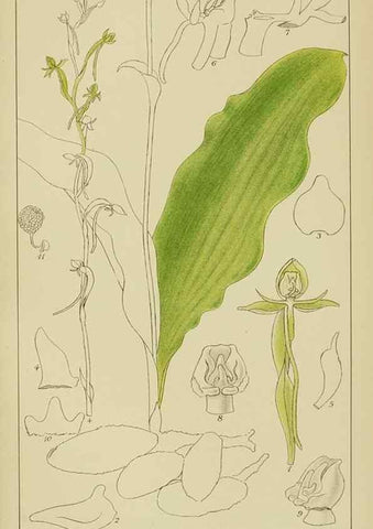 Reproducción/Reproduction 9729754693: Icones orchidearum austro-africanarum extra-tropicarum :. London :W. Wesley,1896-1913.