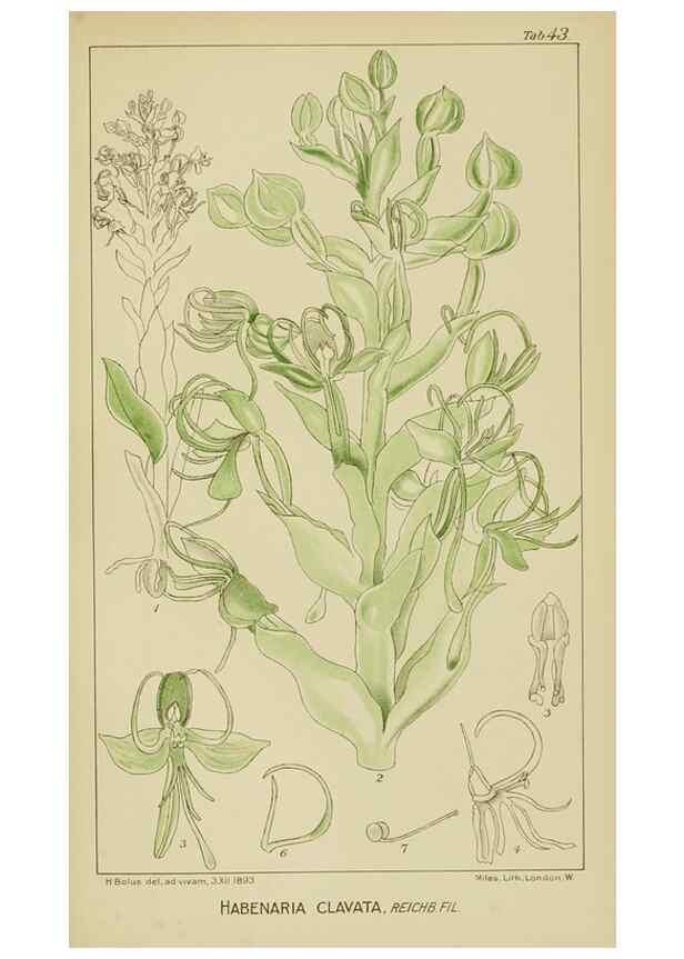 Reproducción/Reproduction 9732983246: Icones orchidearum austro-africanarum extra-tropicarum :. London :W. Wesley,1896-1913.