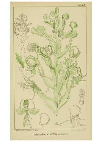 Reproducción/Reproduction 9732983246: Icones orchidearum austro-africanarum extra-tropicarum :. London :W. Wesley,1896-1913.