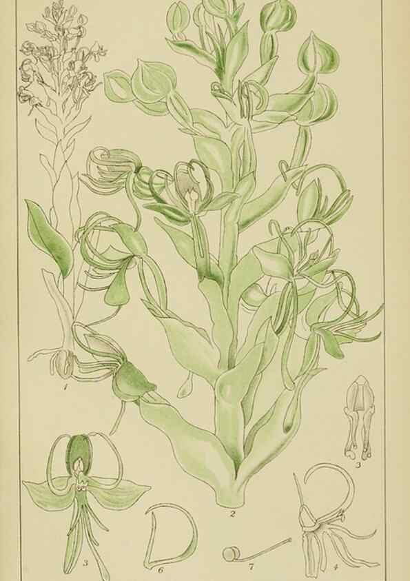Reproducción/Reproduction 9732983246: Icones orchidearum austro-africanarum extra-tropicarum :. London :W. Wesley,1896-1913.