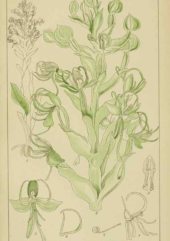 Reproducción/Reproduction 9732983246: Icones orchidearum austro-africanarum extra-tropicarum :. London :W. Wesley,1896-1913.