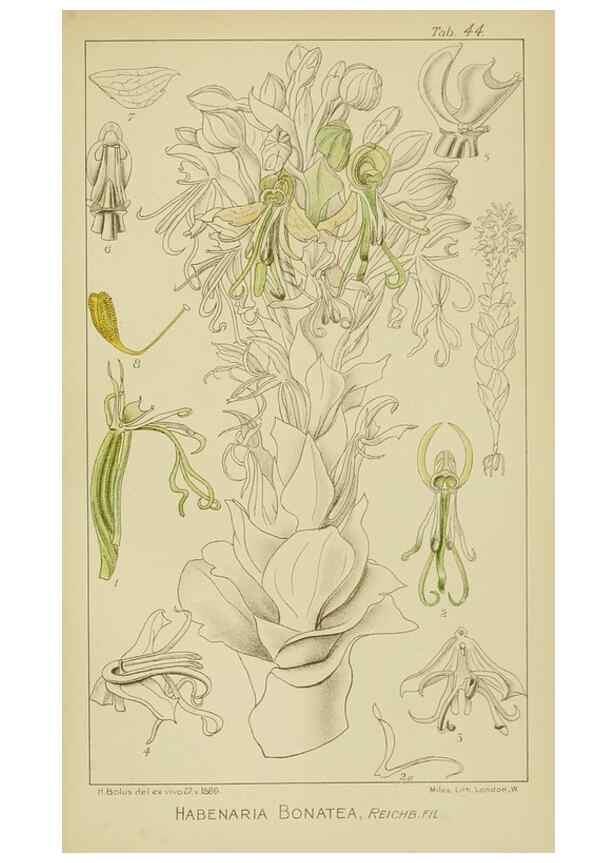 Reproducción/Reproduction 9729758163: Icones orchidearum austro-africanarum extra-tropicarum :. London :W. Wesley,1896-1913.
