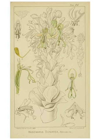 Reproducción/Reproduction 9729758163: Icones orchidearum austro-africanarum extra-tropicarum :. London :W. Wesley,1896-1913.