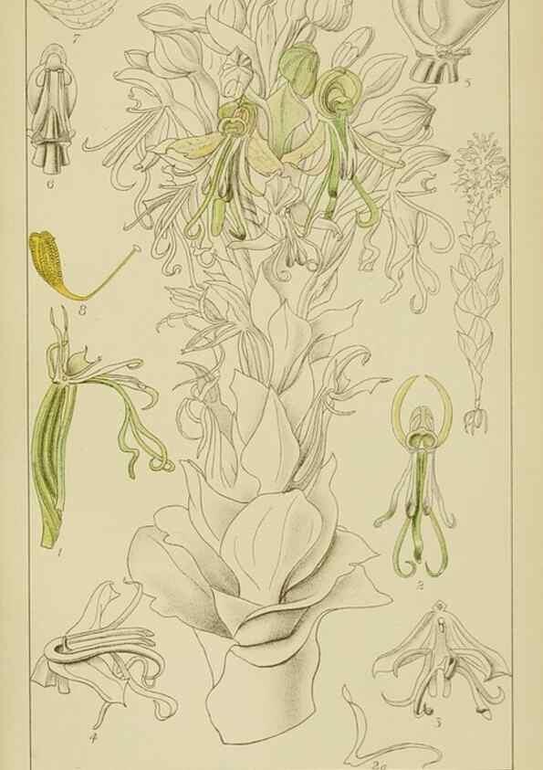 Reproducción/Reproduction 9729758163: Icones orchidearum austro-africanarum extra-tropicarum :. London :W. Wesley,1896-1913.