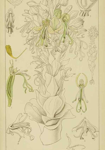 Reproducción/Reproduction 9729758163: Icones orchidearum austro-africanarum extra-tropicarum :. London :W. Wesley,1896-1913.