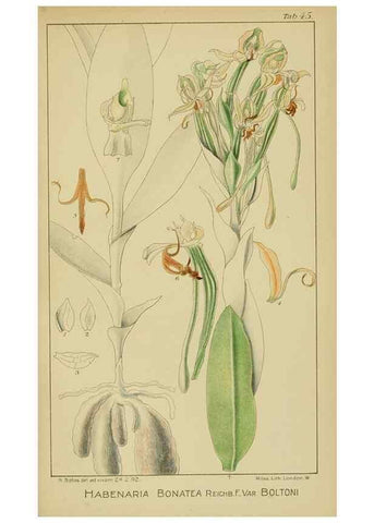 Reproducción/Reproduction 9729760053: Icones orchidearum austro-africanarum extra-tropicarum :. London :W. Wesley,1896-1913.
