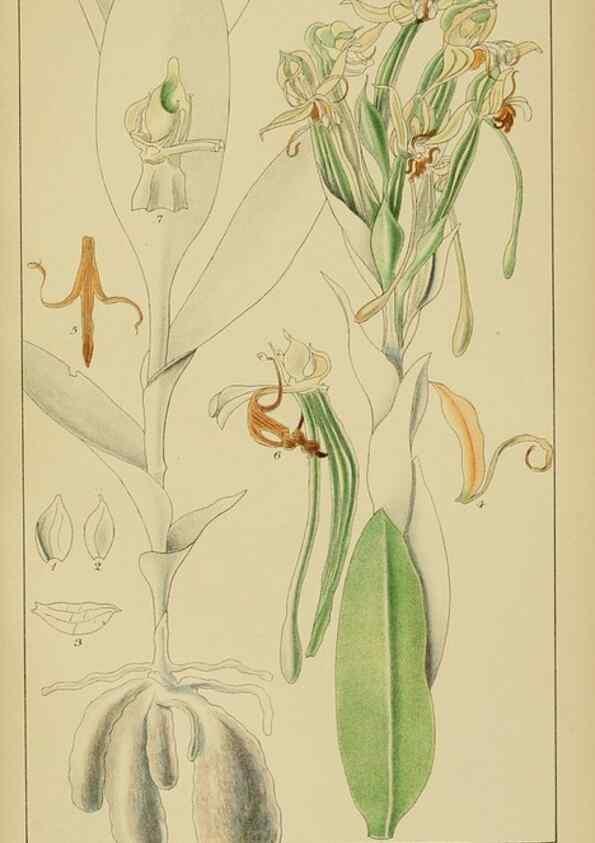 Reproducción/Reproduction 9729760053: Icones orchidearum austro-africanarum extra-tropicarum :. London :W. Wesley,1896-1913.