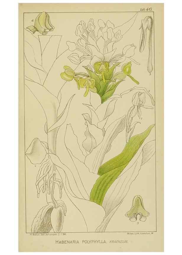 Reproducción/Reproduction 9732988946: Icones orchidearum austro-africanarum extra-tropicarum :. London :W. Wesley,1896-1913.