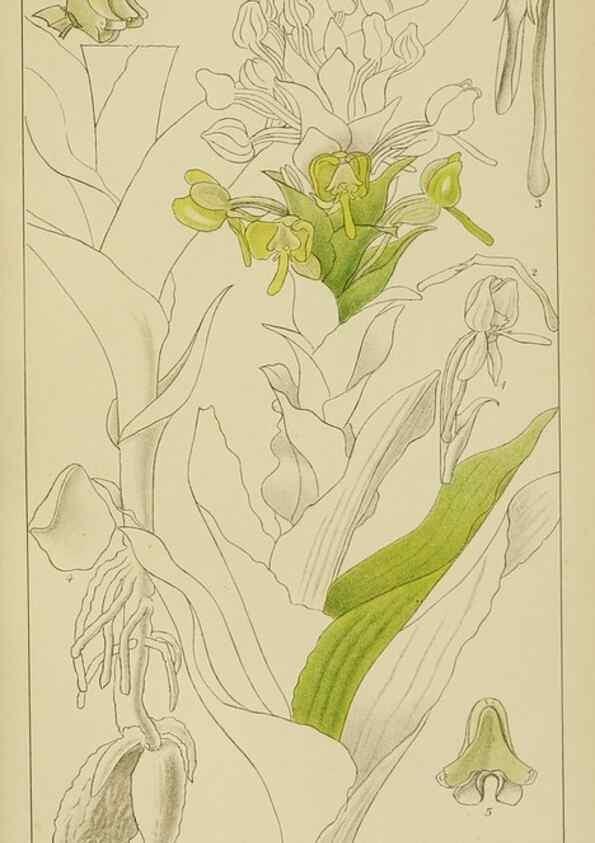 Reproducción/Reproduction 9732988946: Icones orchidearum austro-africanarum extra-tropicarum :. London :W. Wesley,1896-1913.