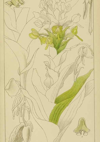Reproducción/Reproduction 9732988946: Icones orchidearum austro-africanarum extra-tropicarum :. London :W. Wesley,1896-1913.
