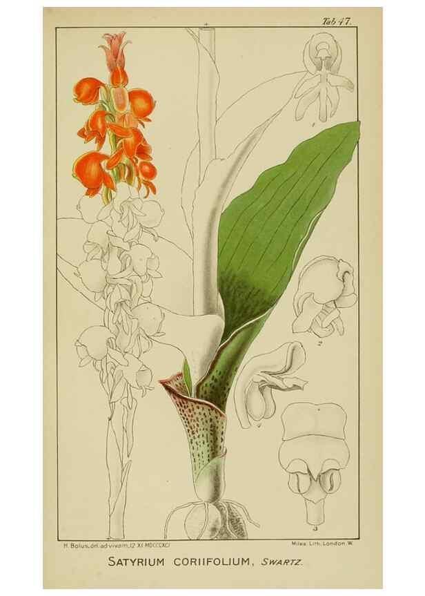 Reproducción/Reproduction 9732990678: Icones orchidearum austro-africanarum extra-tropicarum :. London :W. Wesley,1896-1913.