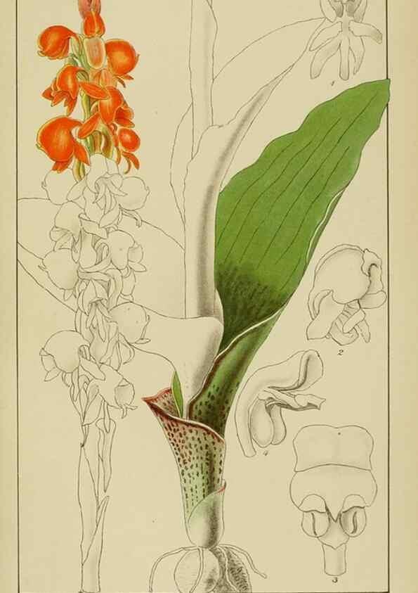 Reproducción/Reproduction 9732990678: Icones orchidearum austro-africanarum extra-tropicarum :. London :W. Wesley,1896-1913.