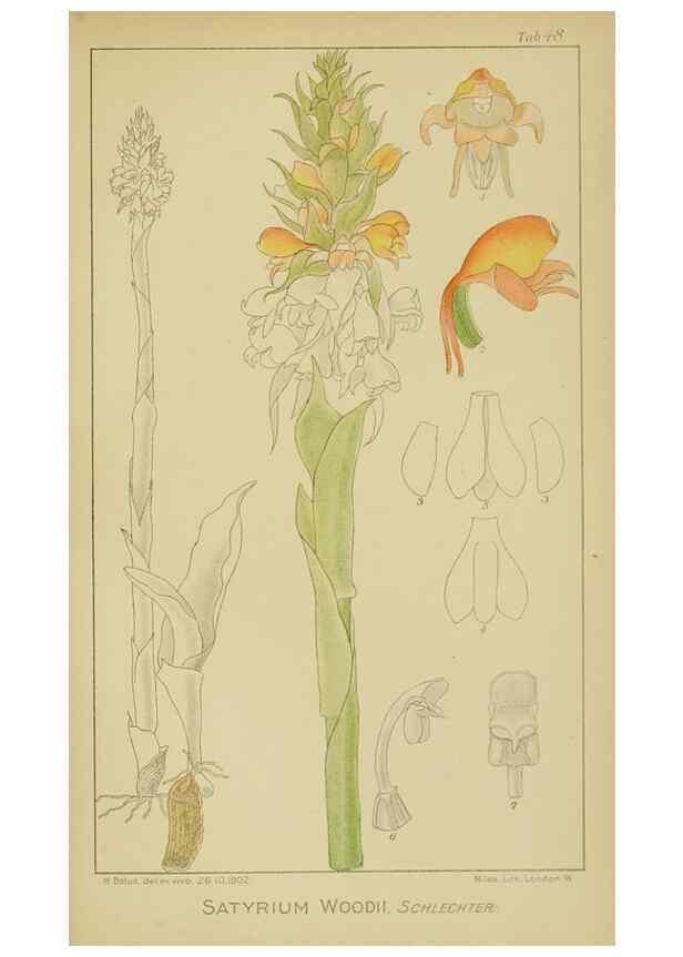 Reproducción/Reproduction 9729765353: Icones orchidearum austro-africanarum extra-tropicarum :. London :W. Wesley,1896-1913.