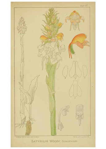 Reproducción/Reproduction 9729765353: Icones orchidearum austro-africanarum extra-tropicarum :. London :W. Wesley,1896-1913.